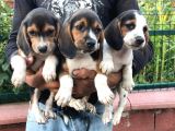Elizabeth Beagle