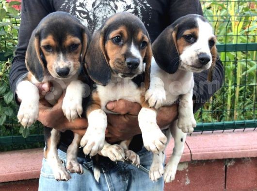 Elizabeth Beagle