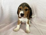 Elizabeth Beagle