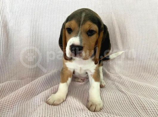 Elizabeth Beagle görsel