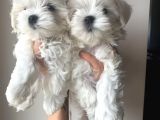Kore Maltese Terrier Teacup Orjinal Safkan Gerçek Garantili