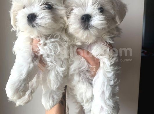 Kore Maltese Terrier Teacup Orjinal Safkan Gerçek Garantili görsel