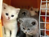 British Shorthair Yavruları