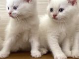 Beyaz British Shorthair