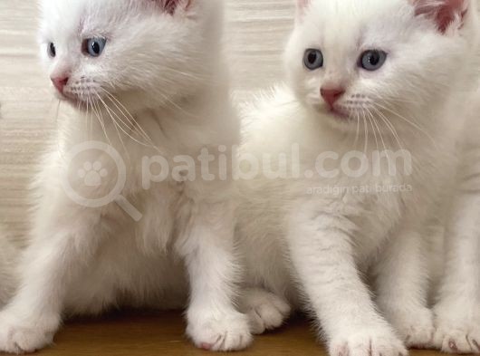 Beyaz British Shorthair