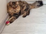Chinchilla Dişi İstanbul