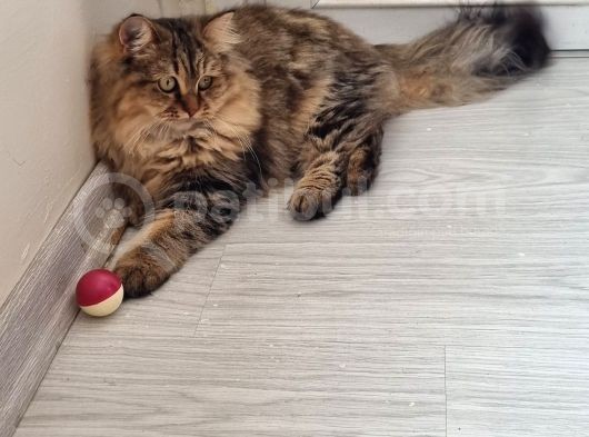 Chinchilla Dişi İstanbul görsel