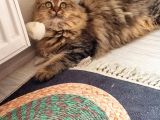 Chinchilla Dişi İstanbul