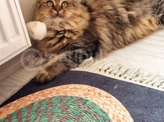 Chinchilla Dişi İstanbul görsel