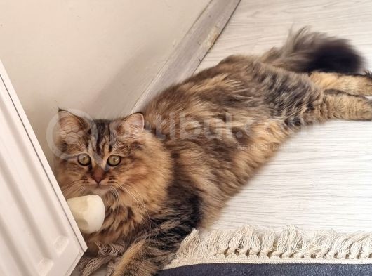 Chinchilla Dişi İstanbul görsel