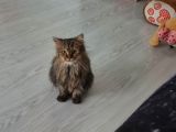 Chinchilla Dişi İstanbul
