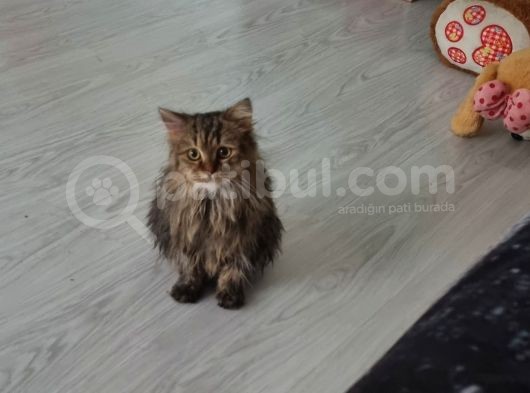 Chinchilla Dişi İstanbul