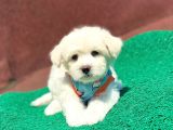 Tatlı Maltese Terrier