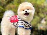 Orjinal Pomeranian Yavruları