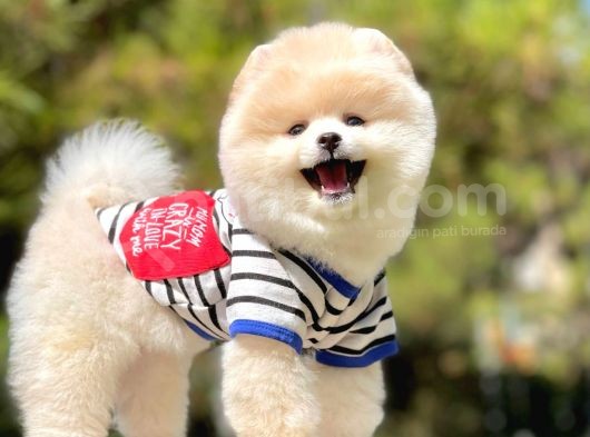 Orjinal Pomeranian Yavruları görsel