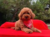 Safkan Toy Poodle Yavrularımız