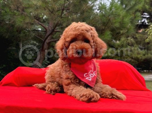 Safkan Toy Poodle Yavrularımız görsel