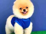 Teddy Bear Jolly