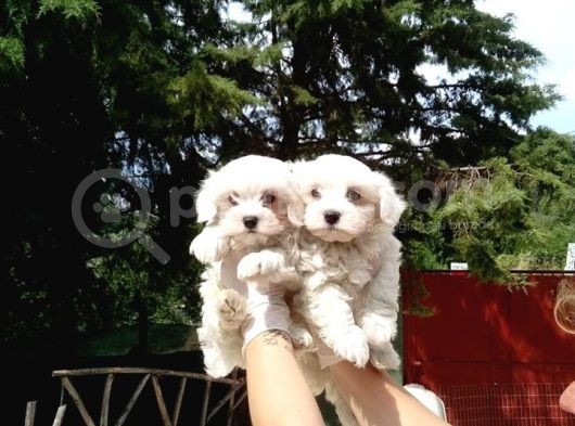 Maltese Yavruları görsel
