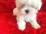 Kore Maltese Terrier Teacup Orjinal Safkan Gerçek Garantili