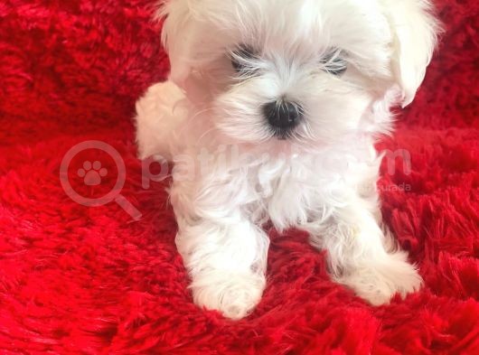 Kore Maltese Terrier Teacup Orjinal Safkan Gerçek Garantili görsel
