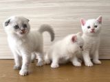 Beyaz British Shorthair