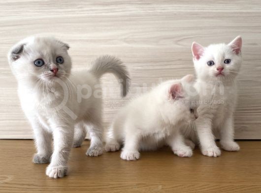 Beyaz British Shorthair görsel