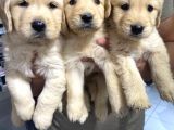 Golden Retriver