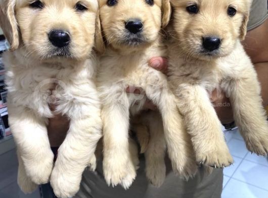 Golden Retriver görsel