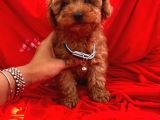 Toy Poodle