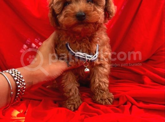 Toy Poodle görsel