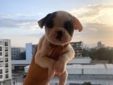 A Kali̇te French Bulldog