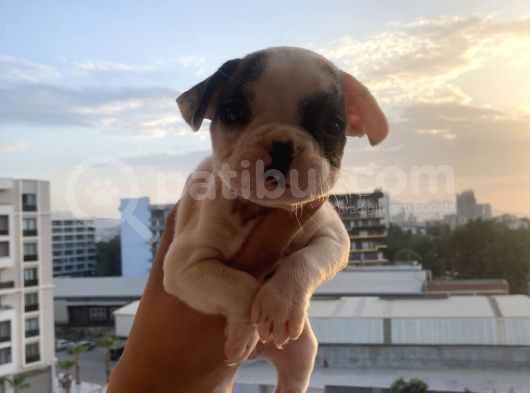 A Kali̇te French Bulldog görsel