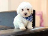 Anne Altindan Maltese Terrier