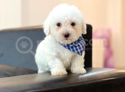 Anne Altindan Maltese Terrier görsel