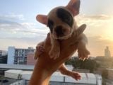 A Kali̇te French Bulldog