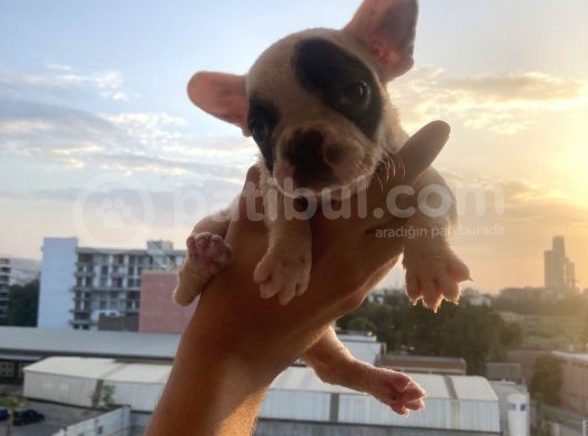 A Kali̇te French Bulldog görsel