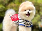 Orjinal Pomeranian Yavruları