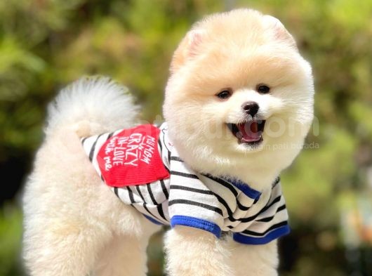 Orjinal Pomeranian Yavruları görsel