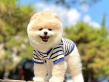 Orjinal Pomeranian Yavruları