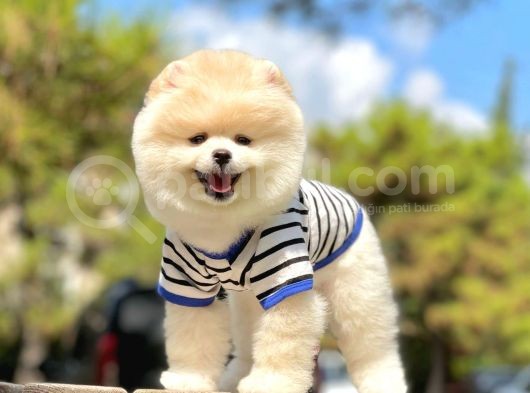 Orjinal Pomeranian Yavruları
