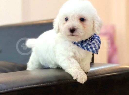 Anne Altindan Maltese Terrier görsel