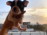 A Kali̇te French Bulldog