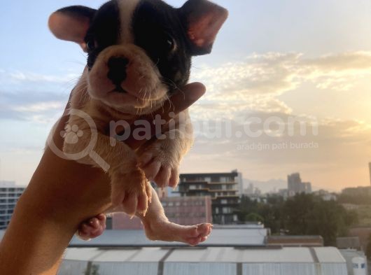 A Kali̇te French Bulldog görsel