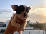 A Kali̇te French Bulldog