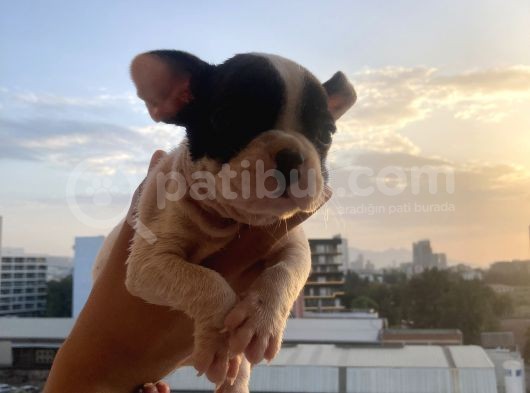 A Kali̇te French Bulldog