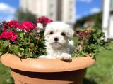 Sıfır Numara Maltese
