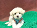 Tatlı Maltese Terrier