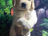 Golden Retriver