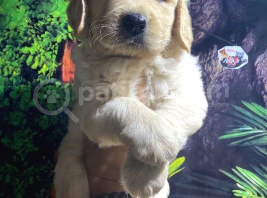 Golden Retriver görsel